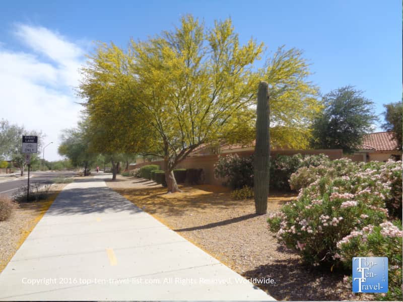 Beautiful cactus along the Scottsdale Greenbelt