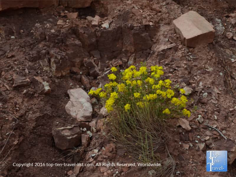 Pretty yellow wildflowers at the Grand Canyon