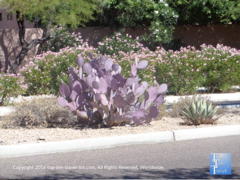 Colorful cactus along the Scottsdale Greenbelt trail