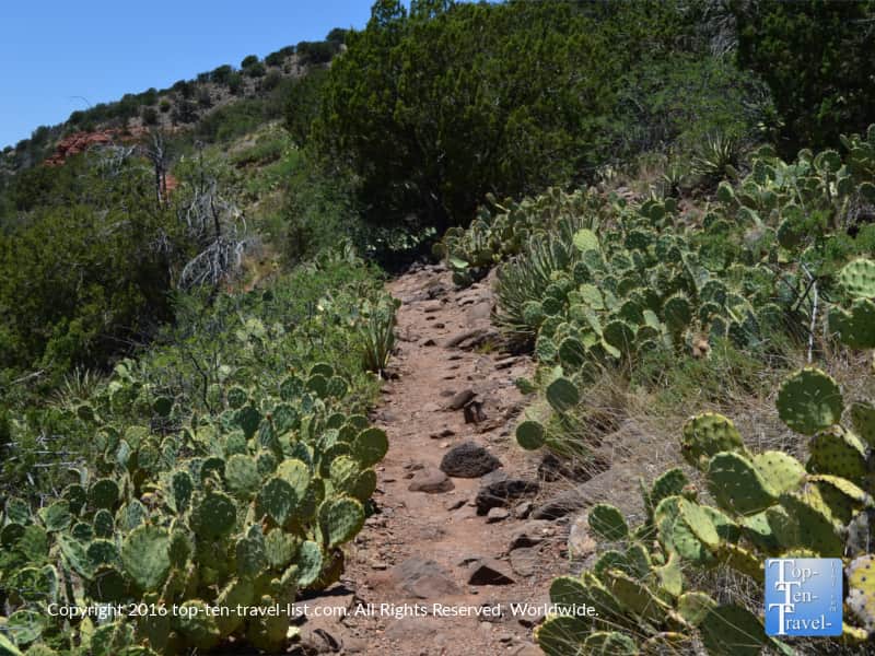 Prickly pear cacti along the Airport Mesa trail in Sedona