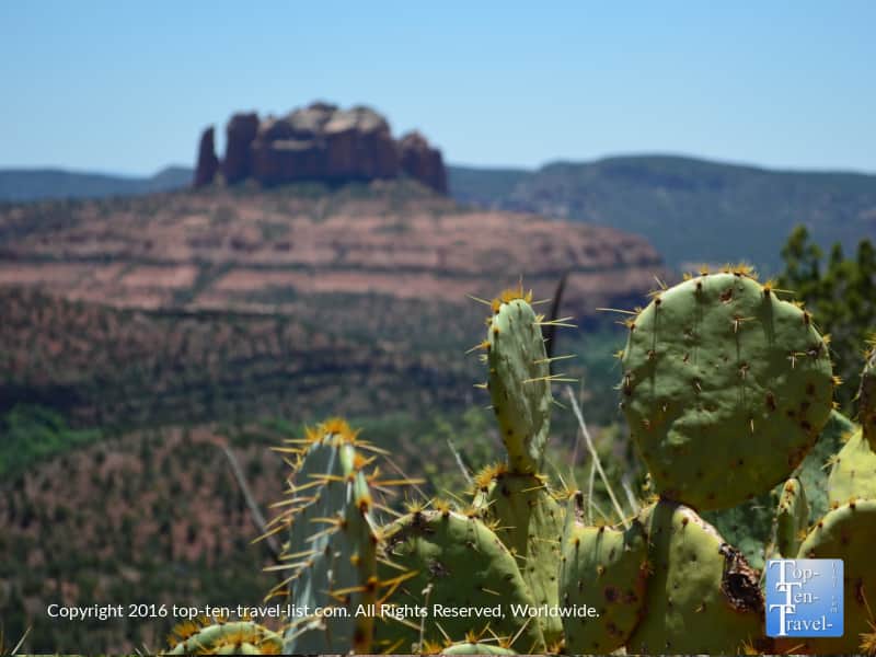 Prickly pear cactus with Cathedral Rock in the background along the Sedona Airport Mesa loop trail