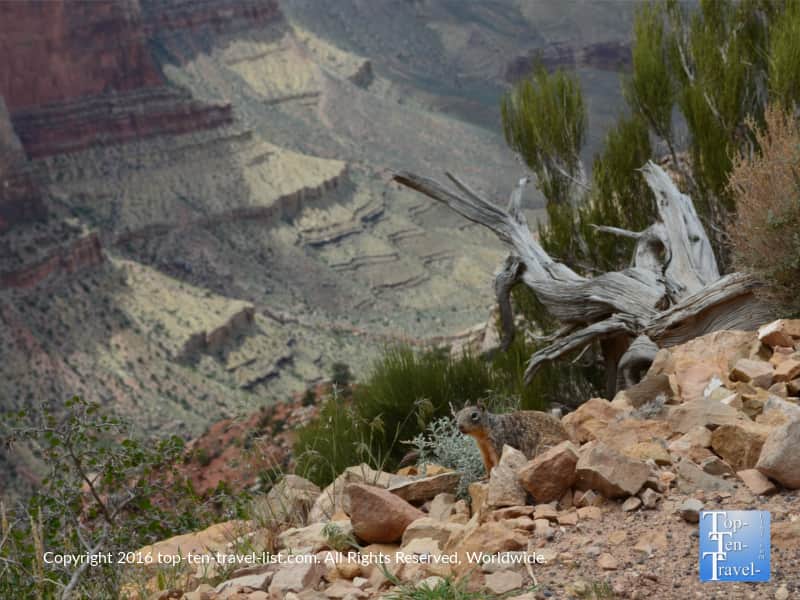 Squirrel along the Kalibab trail at the Grand Canyon