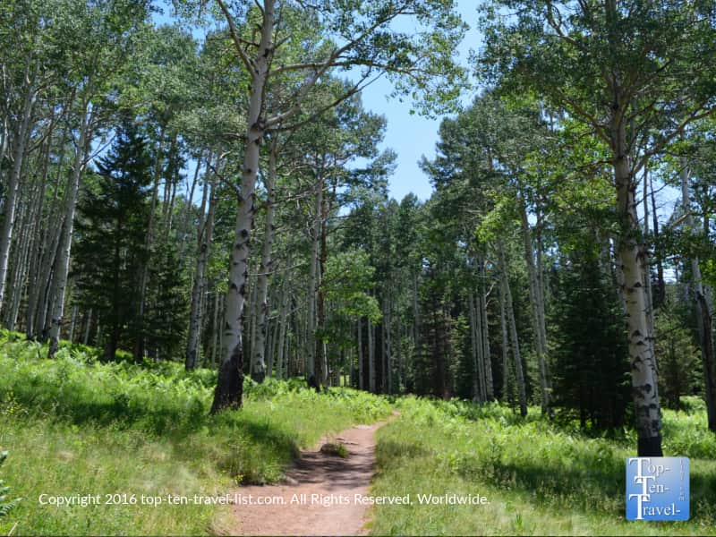 Summer hike on the Kachina trail in Flagstaff