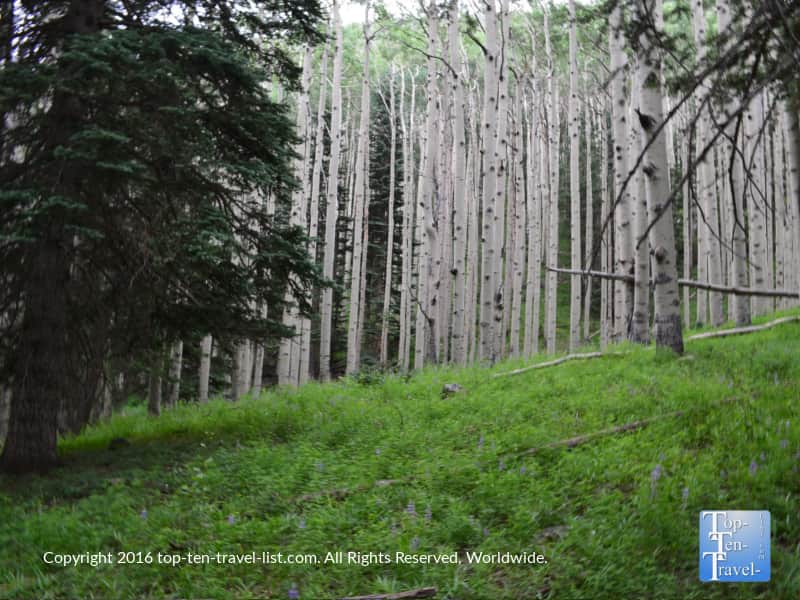 Beautiful summer views along the Inner Basin trail in Flagstaff