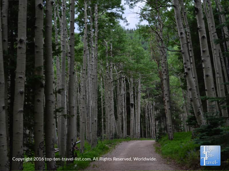 Beautiful tall aspens lining the Inner Basin trail in Flagstaff AZ