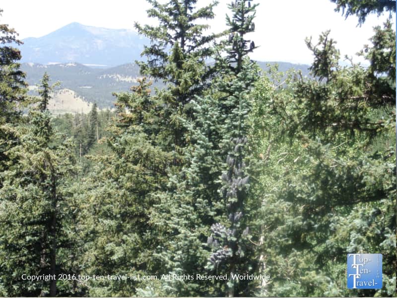 Close up of pretty pines on the chairlift ride at Arizona Snowbowl