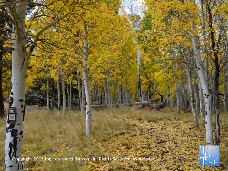 Aspen leaves in fall on Arizona Snowbowl