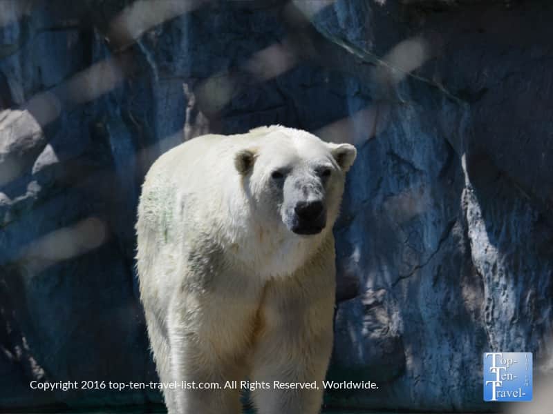 Great view of a polar bear at the ABQ Zoo
