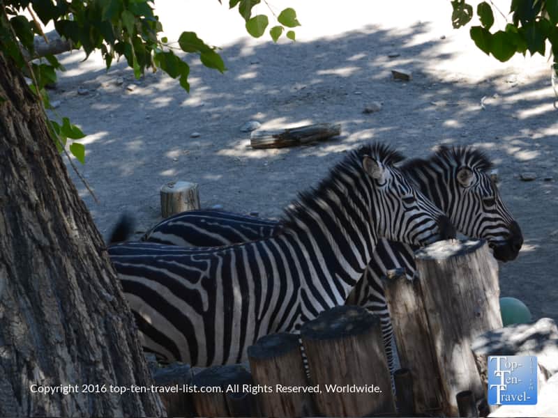 Group of zebras at the ABQ Zoo
