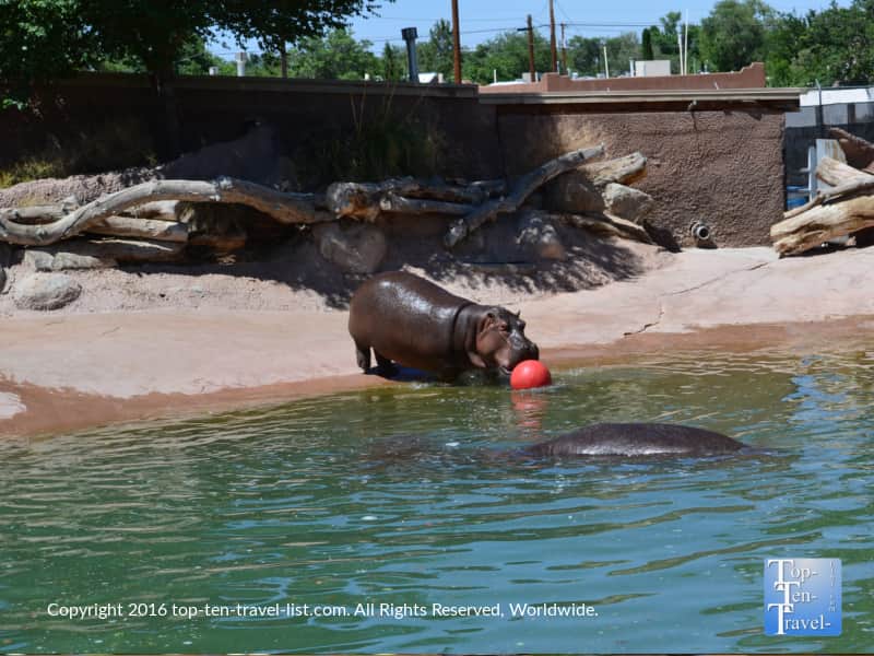 Hippo at the ABQ Zoo