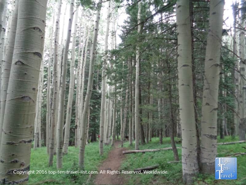 Inner Basin trail in Flagstaff