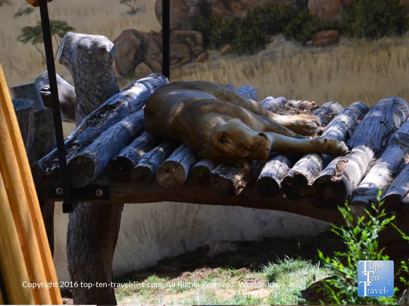 Lion relaxing at the ABQ Zoo