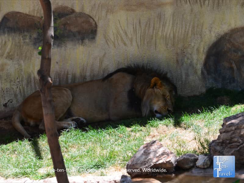 Lion sleeping at the ABQ Zoo