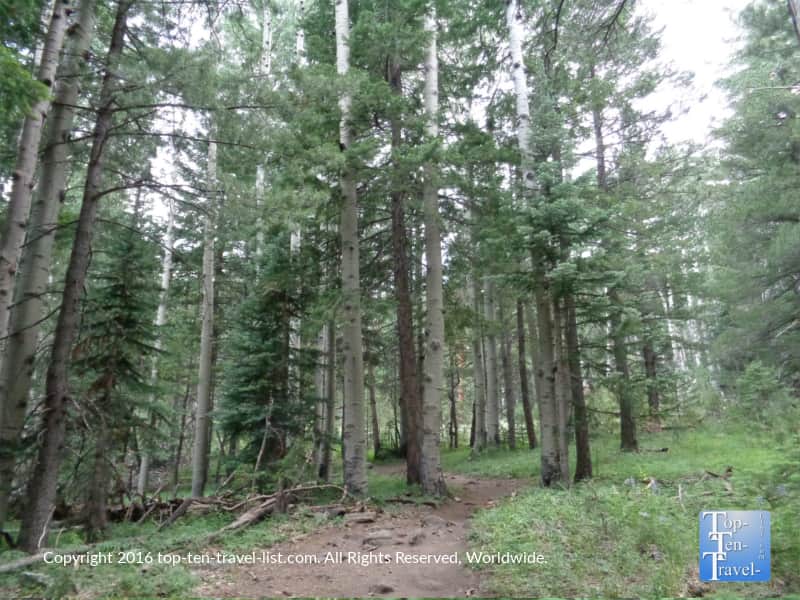 Pines and aspens along the Kachina Trail in Flagstaff