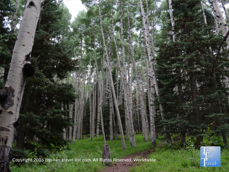 Aspens and pines on the Inner Basin trail in Flagstaff