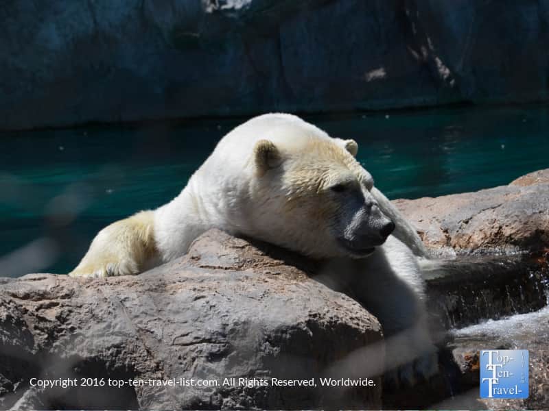 Polar bear at the ABQ Zoo
