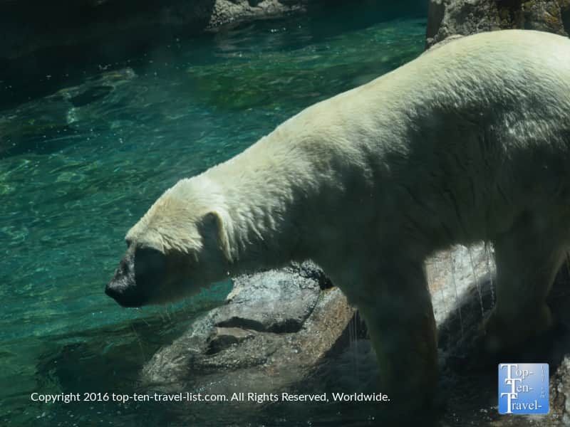 Polar bear getting ready to dive into the water at the ABQ Zoo