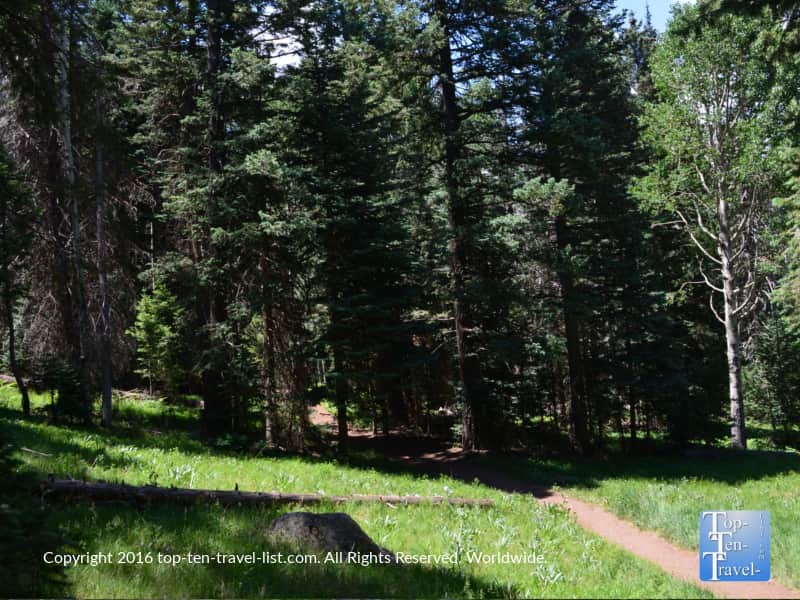 Pretty pines along the Kachina Trail in Flagstaff