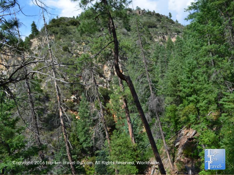 Pretty pines along the Cookstove Trail in Oak Creek Canyon