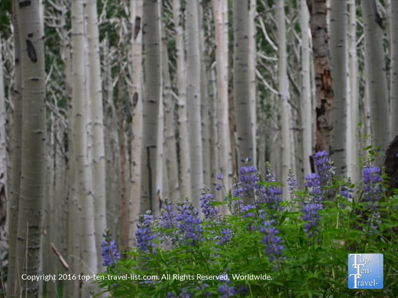 Pretty purple wildflowrs on the Inner Basin trail in Flagstaff AZ