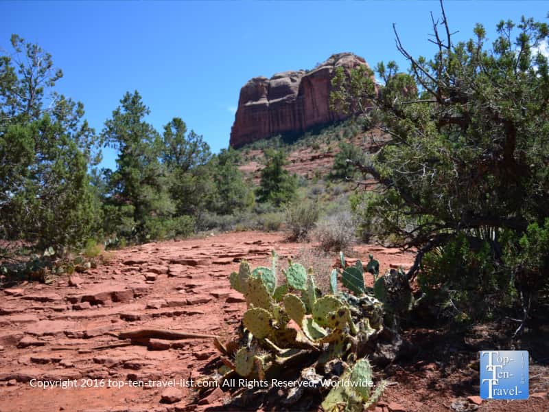 Prickly pear cactus along the Templeton Trail in Sedona, AZ