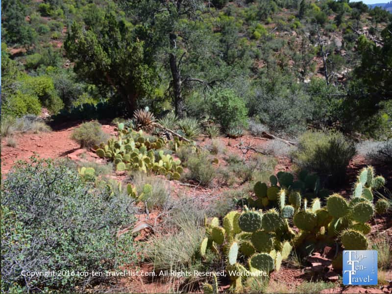 Prickly pear along the Huckaby trail in Sedona