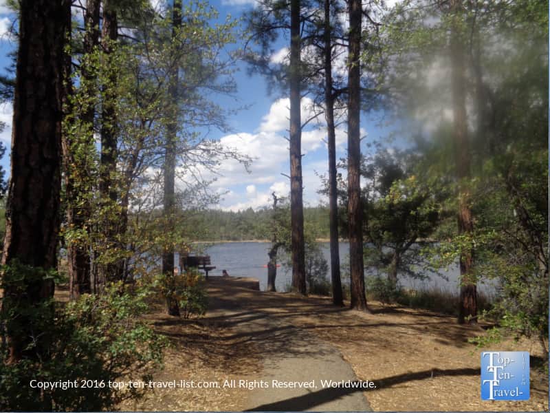 Scenic pine view along the Lakeshore trail in Prescott