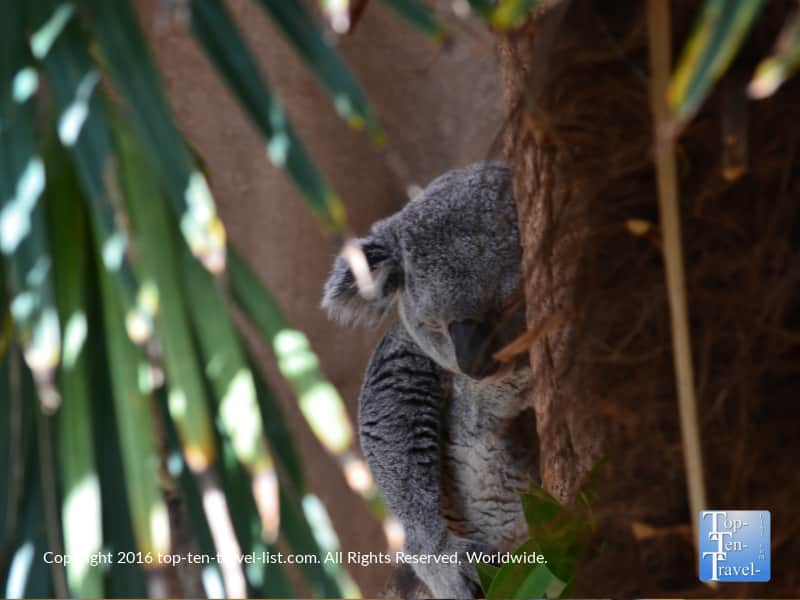 Sleeping koala bear at the ABQ Zoo