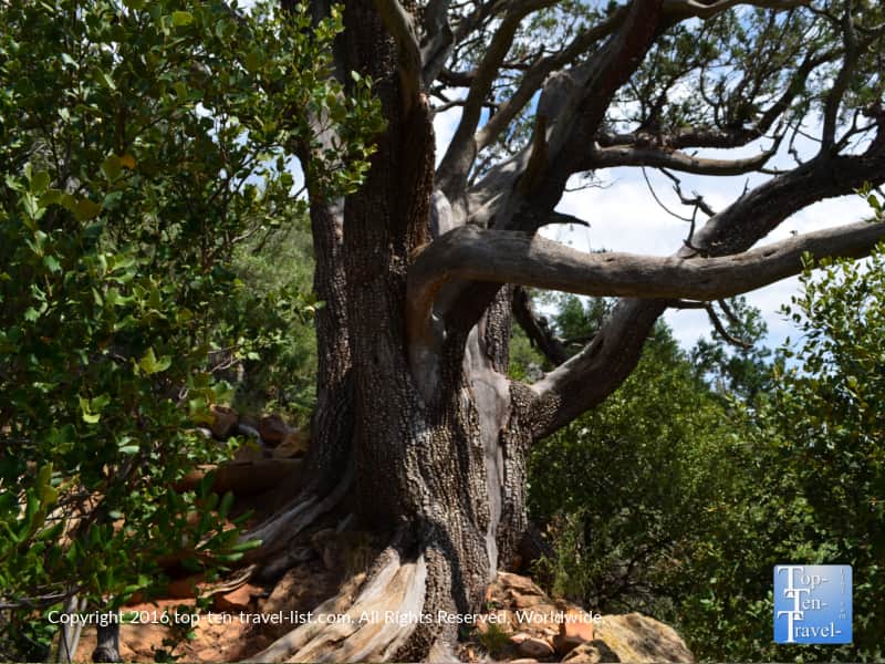 Juniper tree along the Cookstove Trail on Oak Creek Canyon