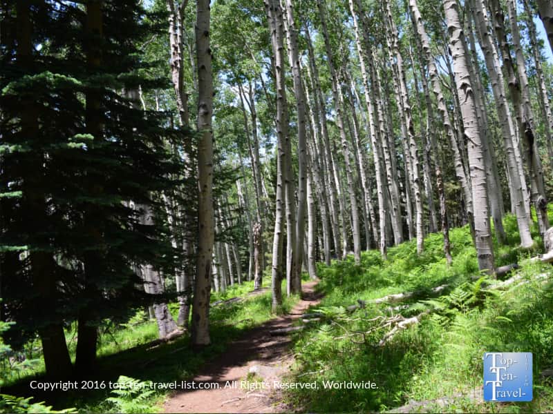 Tall forest of aspens on the Kachina Trail in Flagstaff AZ