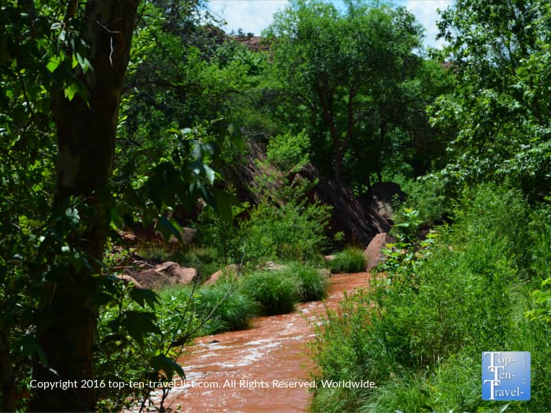 Trees surrounding the creek on the Templeton Trail in Sedona