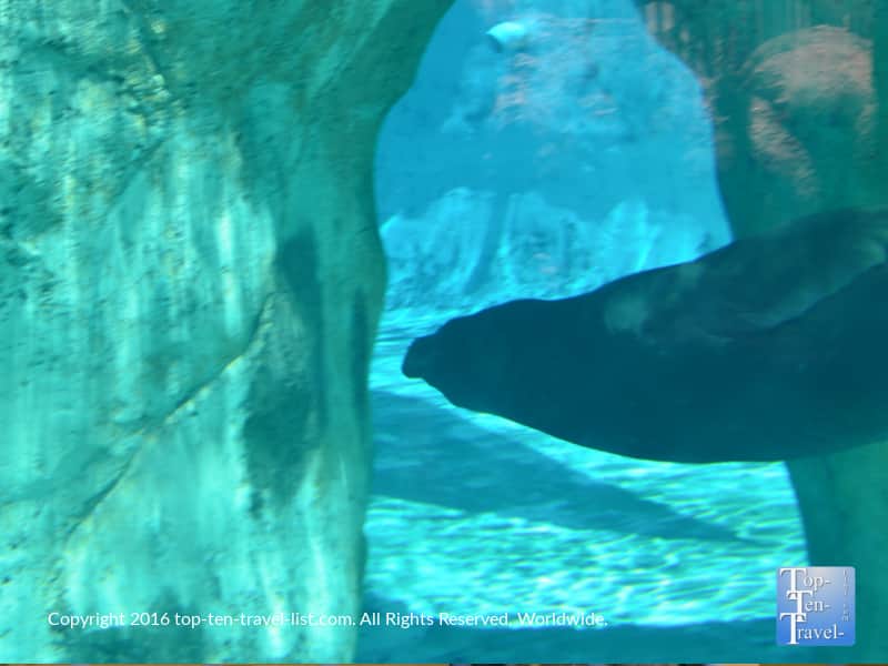 Underwater sea lion viewing at the ABQ Zoo