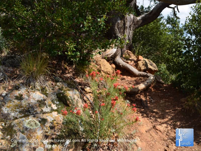 Wildflowers along the Cookstove Trail in Oak Creek Canyon