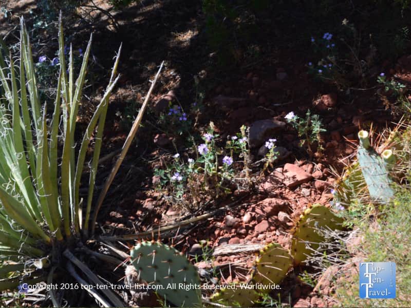 Desert plant life on the huckaby trail in Sedona