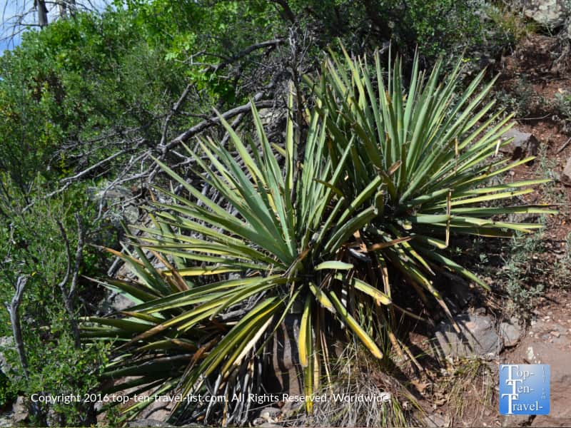 Yucca plant along the Cookstove trail in Oak Creek Canyon