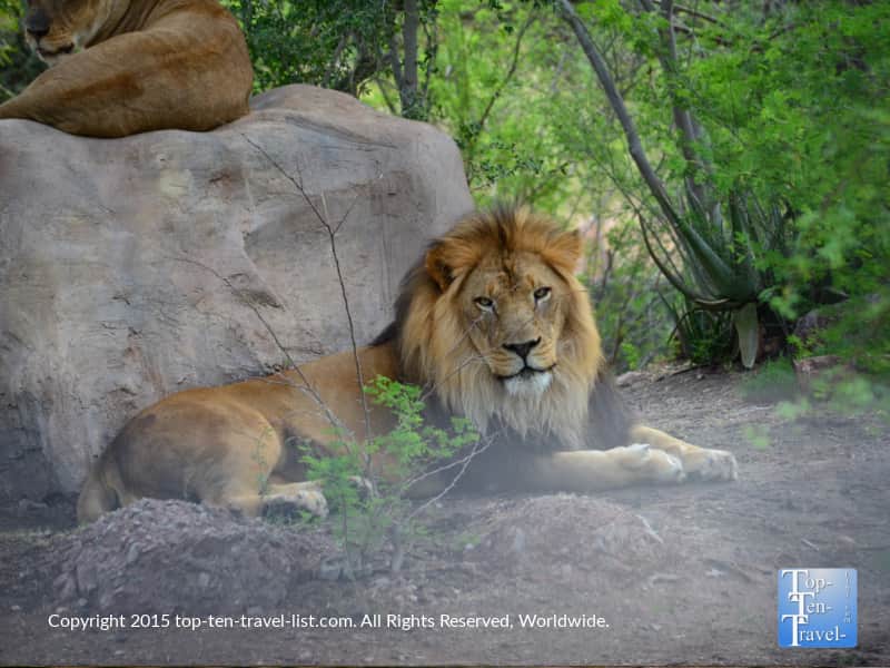 A beautiful lion at the Phoenix Zoo