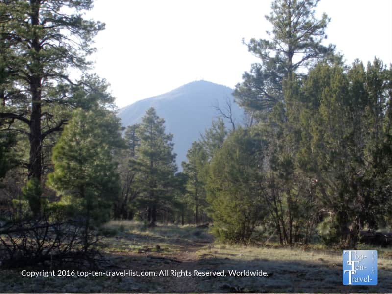Walnut Meadow Loop on the Campbell Mesa Loop trail system in Flagstaff, Arizona