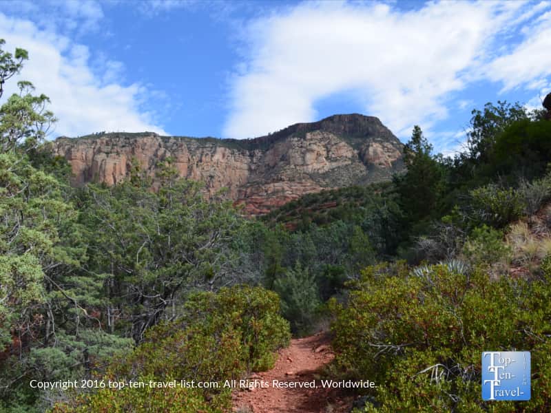 Beautiful greenery along the Wilson Canyon trail in Sedona