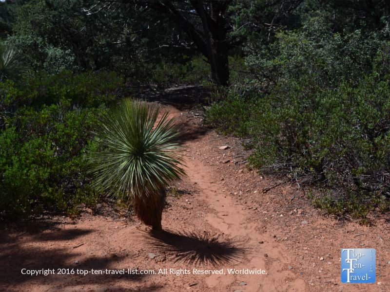 Cactus along the Jim Thompson trail in Sedona