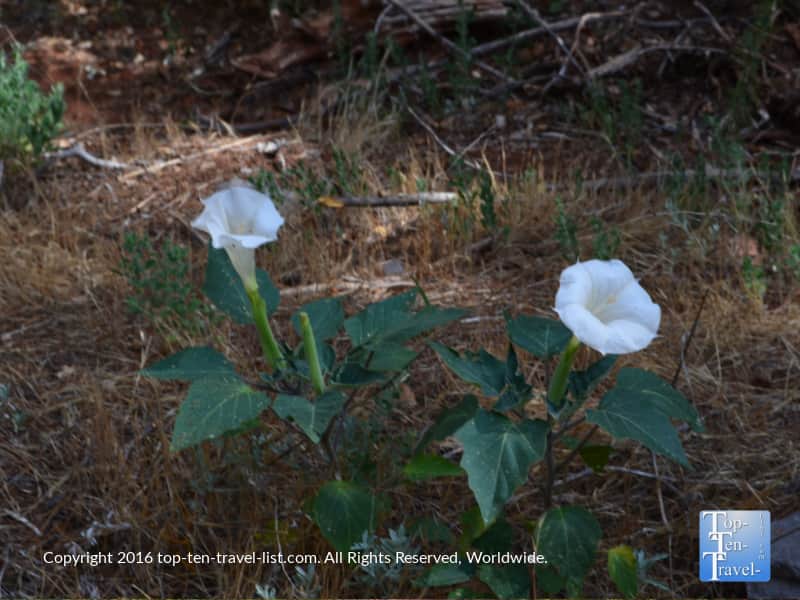 Pretty flowers on the Wilson Canyon trail in Sedona
