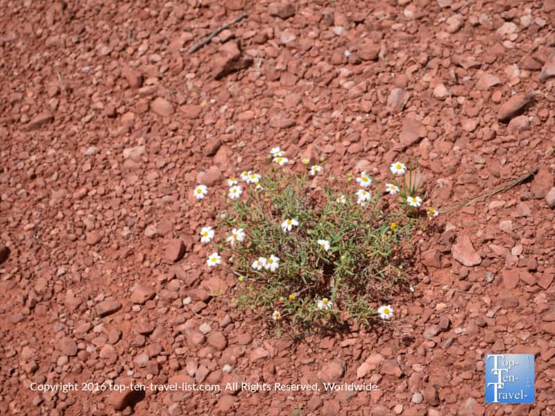 White wildflowers along the Jim Thompson trail in Sedona 