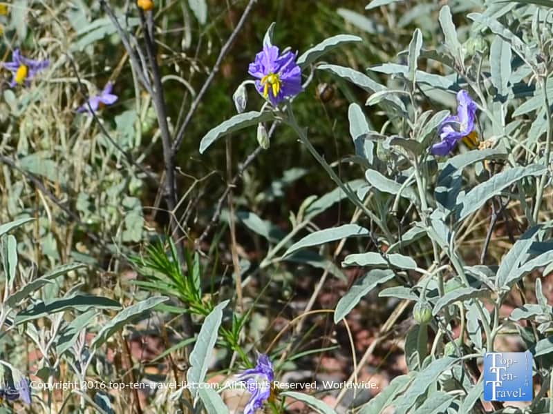Purple wildflowers along the Jim Thompson trail in Sedona