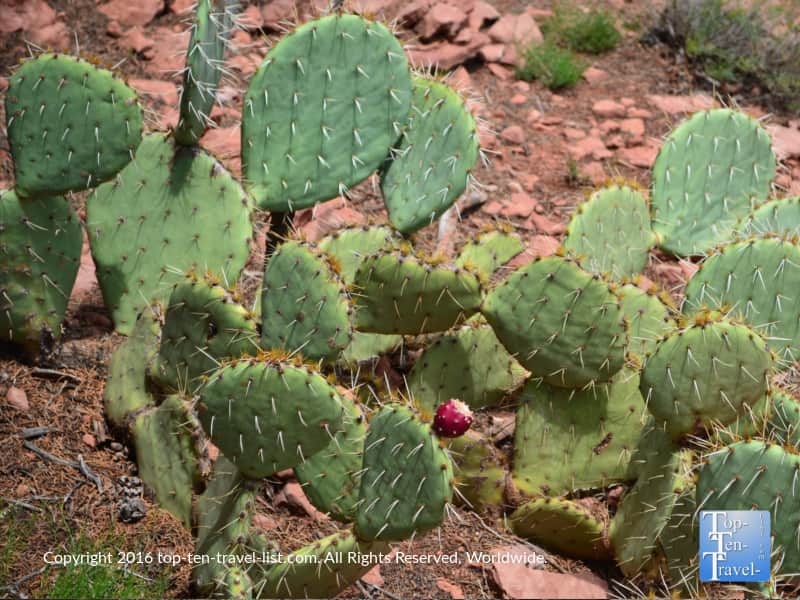 Prickly pear cactus along the Jim Thompson trail in Sedona