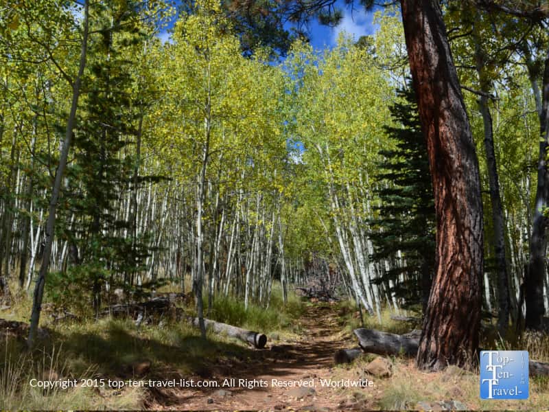 Views of Flagstaff's Weatherford Trail in early fall