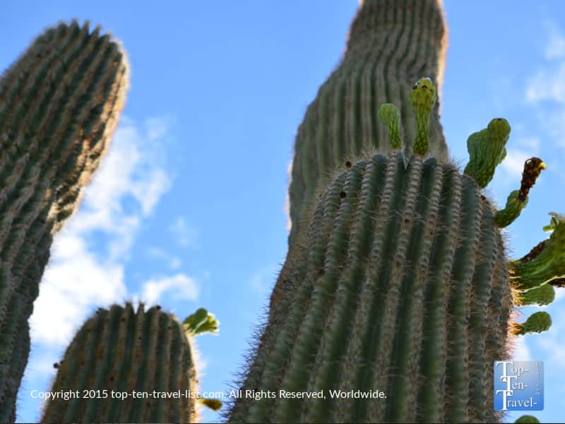 Looking up at a tall cactus on a trail in Phoenix Arizona