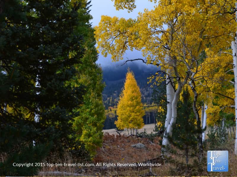 Beautiful yellow fall colors along the Aspen Nature Loop in Flagstaff, Arizona