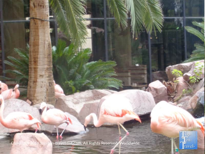 Beautiful flamingos at the Wildlife Habitat at the Flamingo Casino in Las Vegas, Nevada