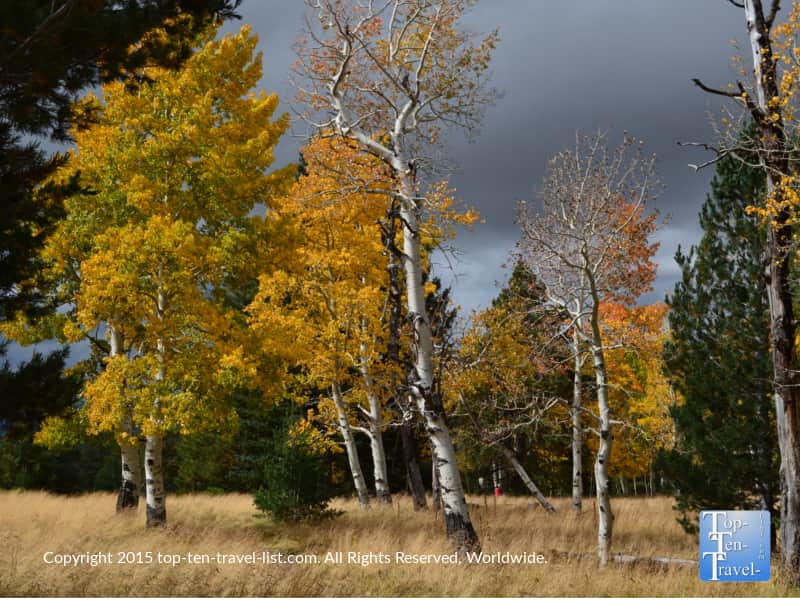 Golden aspens on the Aspen Nature Loop in Flagstaff, Arizona