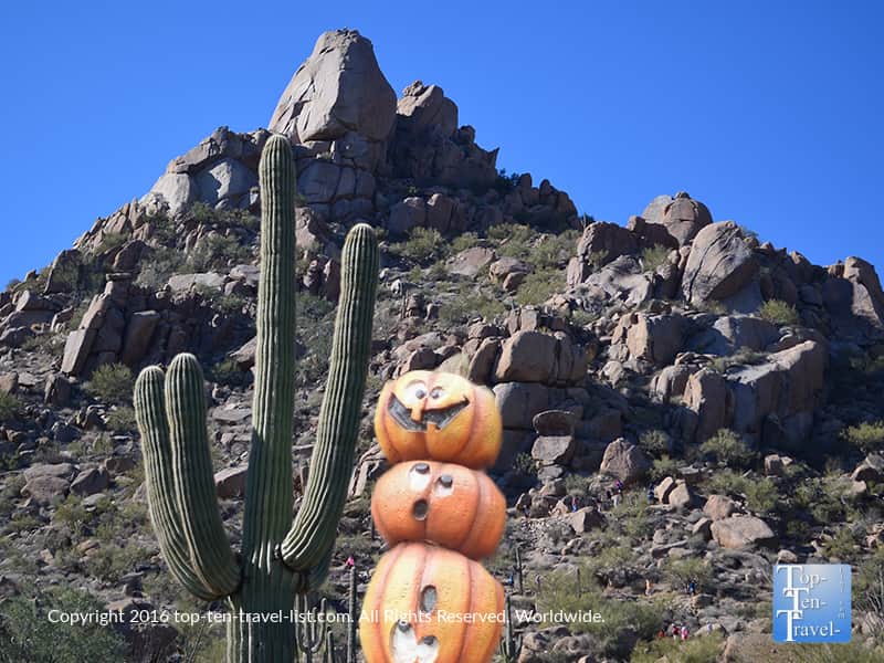 Cacti in Phoenix area 