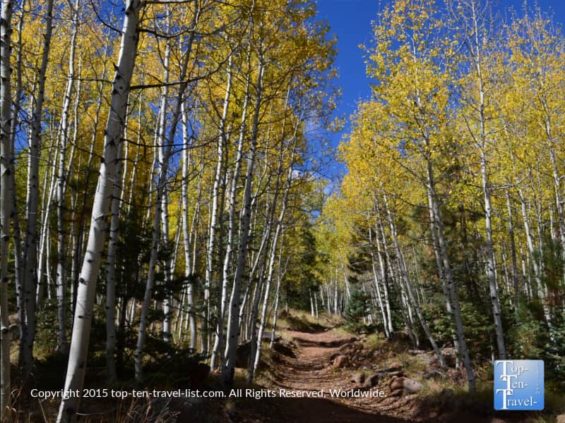 Colorful aspen trees lining the Weatherford Trail in Flagstaff, Arizona